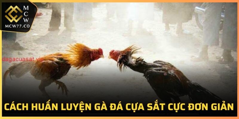 Cách huấn luyện gà đá cựa sắt cực đơn giản