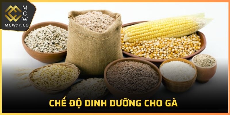 Chế độ dinh dưỡng cho gà