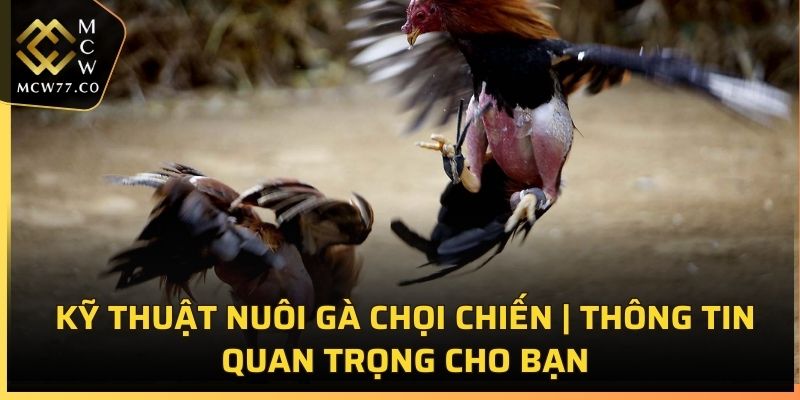 Kỹ Thuật Nuôi Gà Chọi Chiến