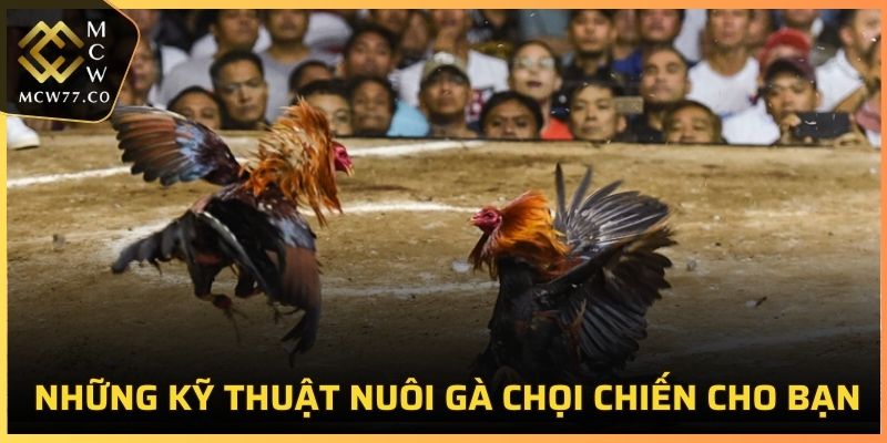 Những kỹ thuật nuôi gà chọi chiến cho bạn