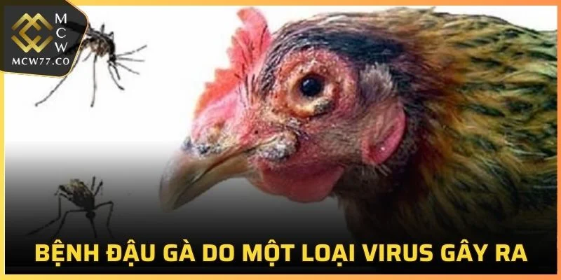 Bệnh đậu gà do một loại virus gây ra