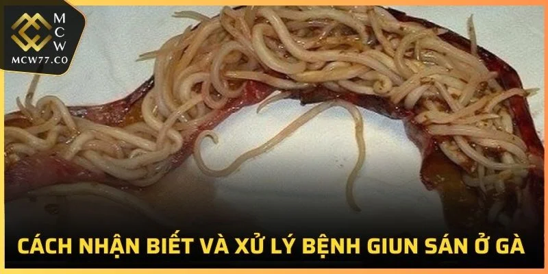 Bệnh Giun Sán Ở Gà