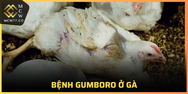 Bệnh Gumboro