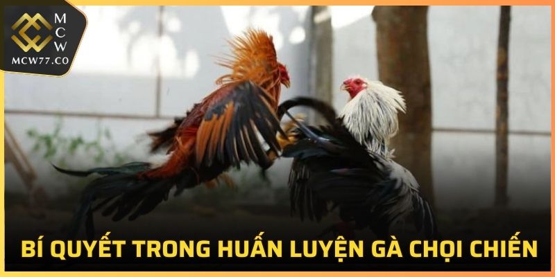 Bí quyết trong huấn luyện gà chọi chiến