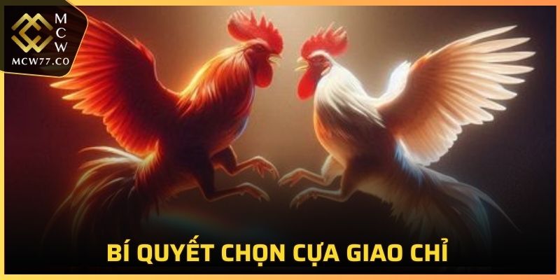 Bí quyết chọn cựa giao chỉ