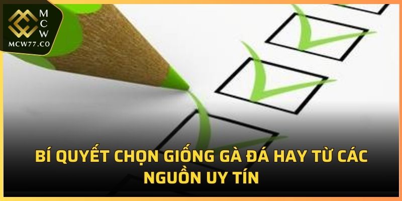 Bí quyết chọn giống gà đá hay từ các nguồn uy tín