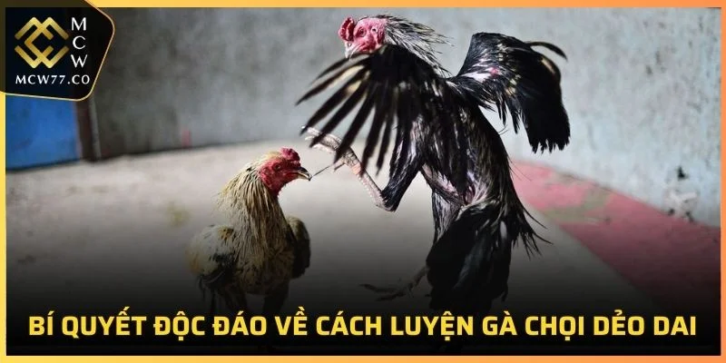 Cách Luyện Gà Chọi Dẻo Dai