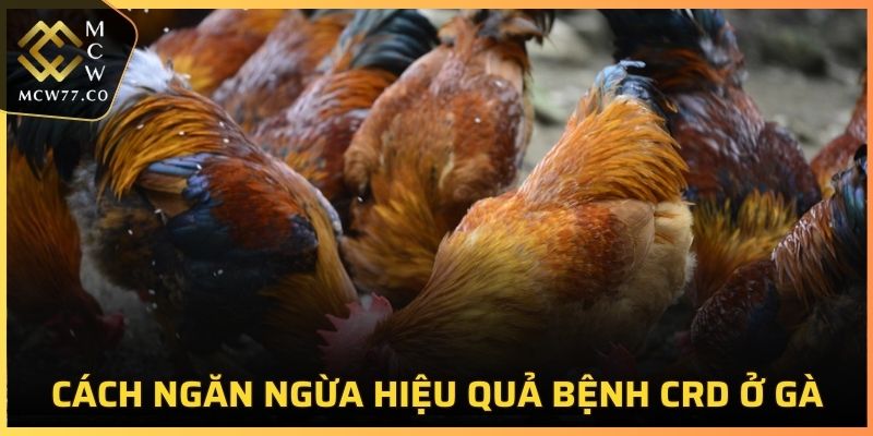 Biện pháp ngăn ngừa hiệu quả bệnh CRD ở gà