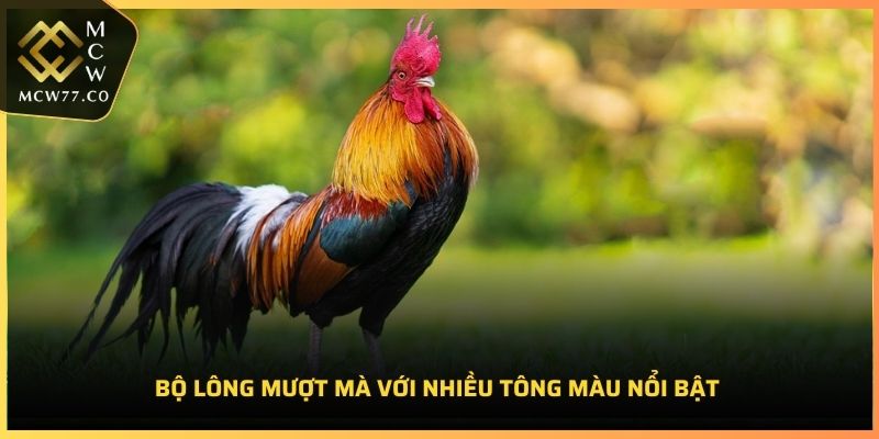 Bộ lông mượt mà với nhiều tông màu nổi bật