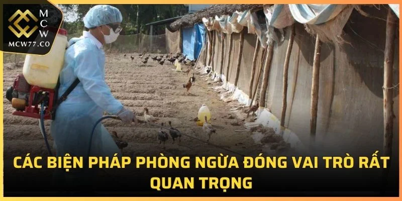 Các biện pháp phòng ngừa đóng vai trò rất quan trọng