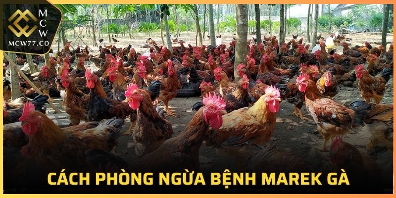 Các cách phòng ngừa bệnh Marek gà