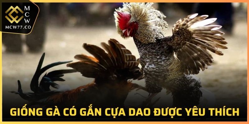 Một số giống chiến kê có gắn cựa dao được yêu thích nhất tại MCW77