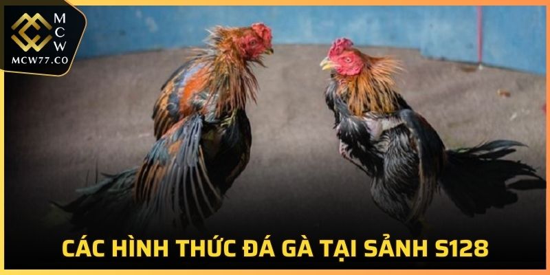 Các loại hình đá gà trong sảnh cược S128 ngày nay