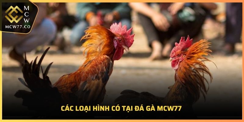 Các loại hình có tại đá gà MCW77