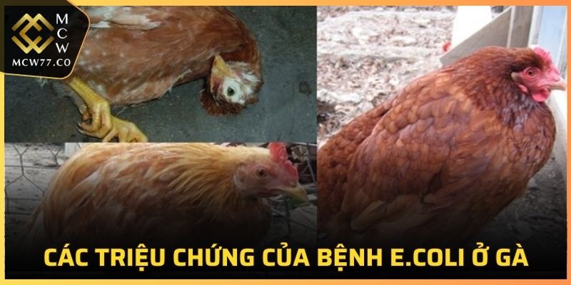 Các triệu chứng của bệnh E.coli ở gà