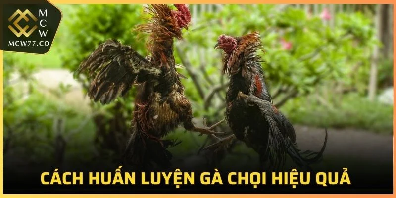 Cách Huấn Luyện Gà Chọi