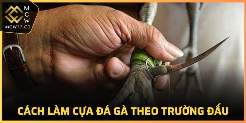 Làm cựa đá gà đơn giản theo yếu tố môi trường và quy định đấu trường