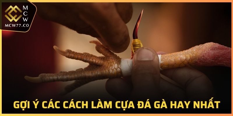 Cách Làm Cựa Gà Đá