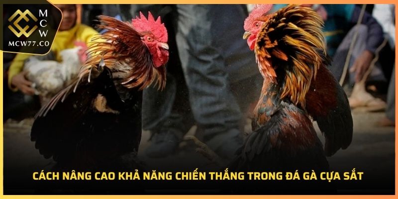 Cách nâng cao khả năng chiến thắng trong đá gà cựa sắt