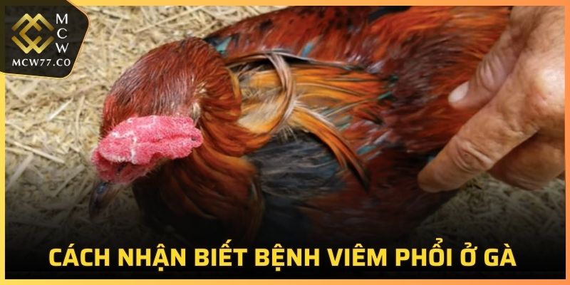 Cách nhận biết bệnh viêm phổi ở gà