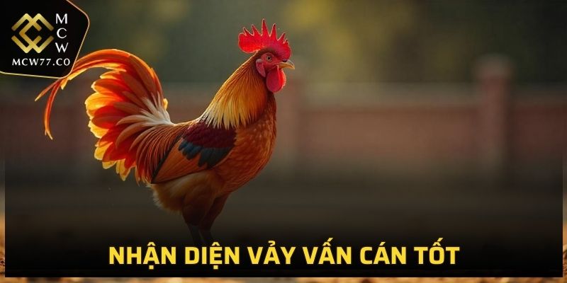 Cách phân biệt vảy gà tốt hoặc xấu