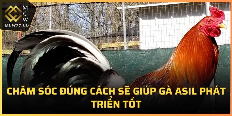 Chăm sóc đúng cách sẽ giúp gà Asil phát triển tốt