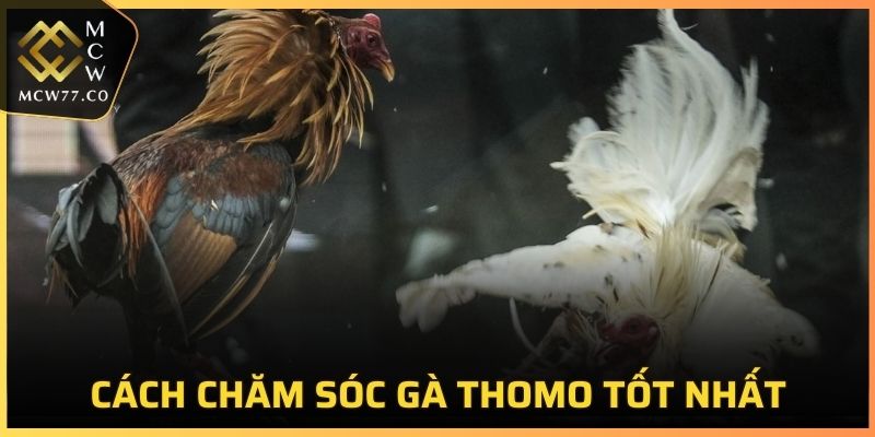 Chăm sóc gà Thomo đòi hỏi sự kỹ lưỡng