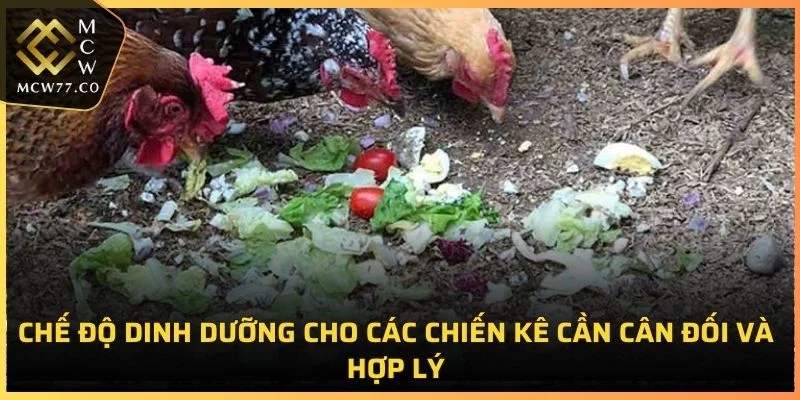 Chế độ dinh dưỡng cho các chiến kê cần cân đối và hợp lý