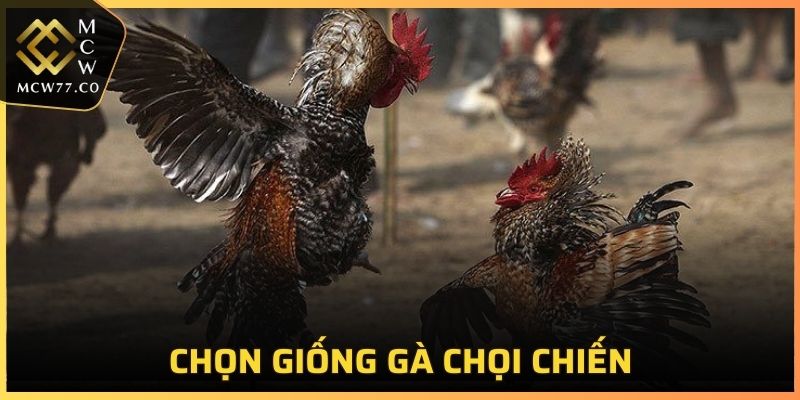 Chọn giống gà chọi chiến