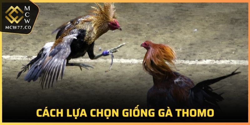 Chọn giống gà Thomo là một yếu tố quan trọng