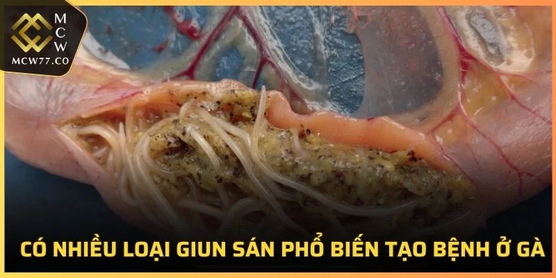 Có nhiều loại giun sán phổ biến tạo bệnh ở gà