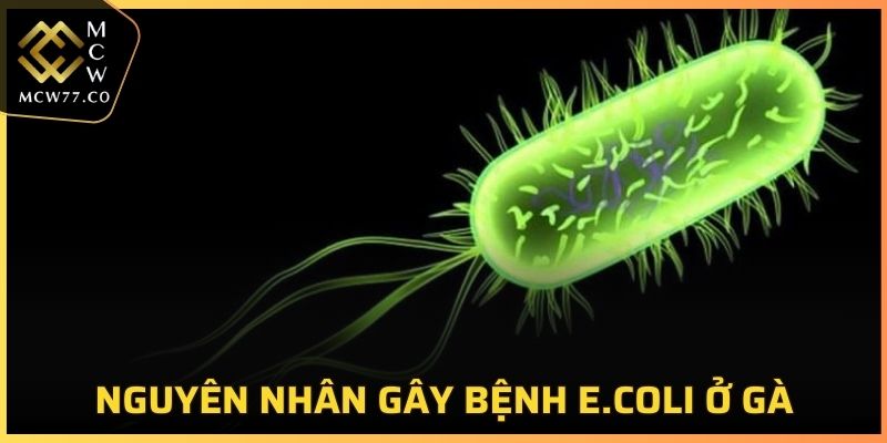 Có nhiều nguyên nhân gây ra bệnh E.coli ở gà