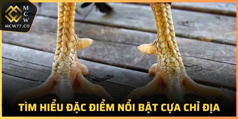 Cựa được làm từ thép không gỉ với độ sắc bén