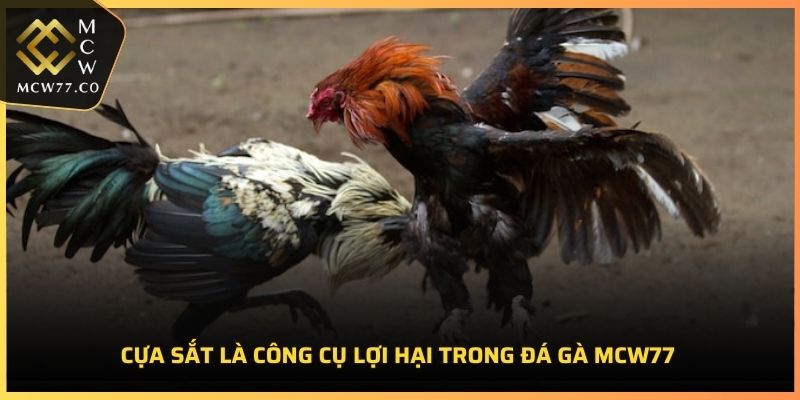 Cựa sắt là công cụ lợi hại trong đá gà MCW77