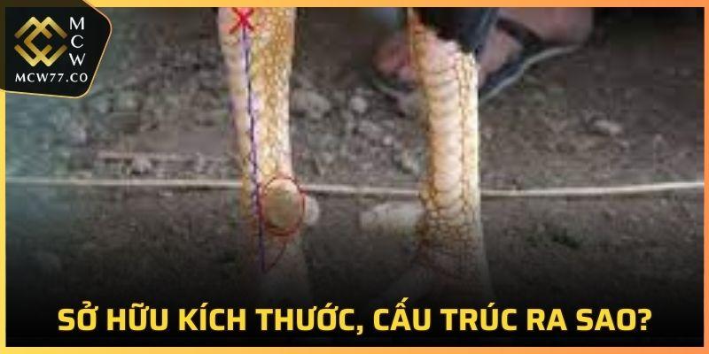 Cựa Sưu Siêu Đao sẽ có kích thước lớn hơn so với cựa thường