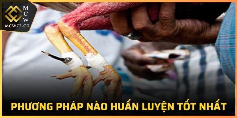 Gà Cựa Sưu Siêu Đao vẫn cần được huấn luyện bài bản