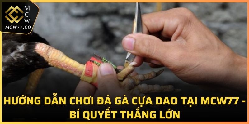 Đá Gà Cựa Dao