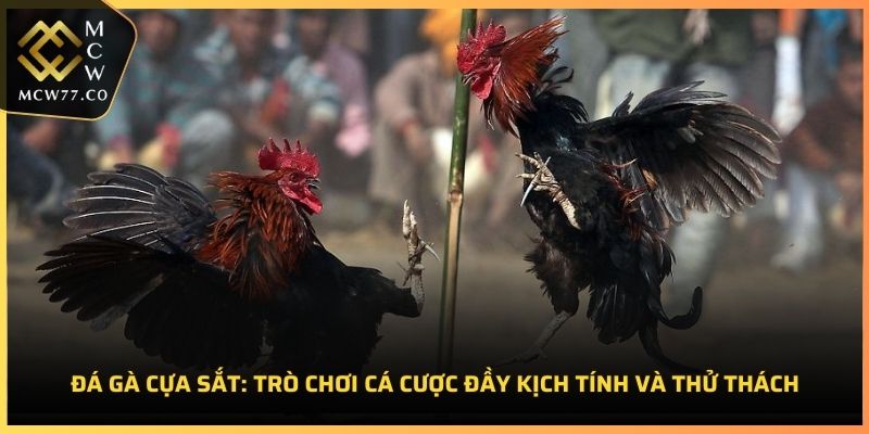 Đá Gà Cựa Sắt