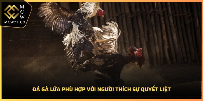 Đá gà lửa phù hợp với người thích sự quyết liệt