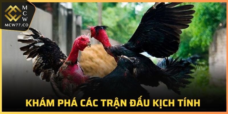 Đá Gà Trực Tuyến