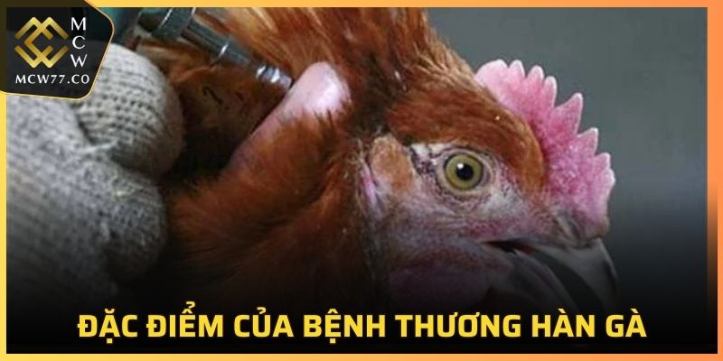 Đặc điểm của bệnh thương hàn gà