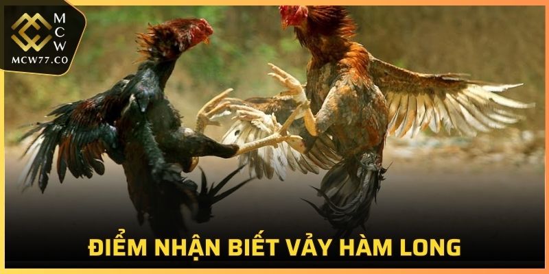 Điểm đặc trưng dễ biết nhất của chiến kê sở hữu vảy hàm long