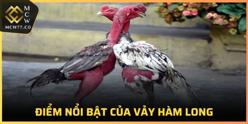 Điểm nổi bật của chiến kê sở hữu vảy hàm long