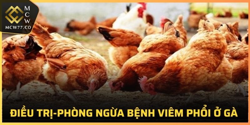 Điều trị và phòng ngừa bệnh viêm phổi ở gà