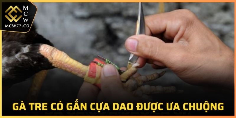 Giống gà tre gắn cựa dao luôn được người chơi ưa chuộng tại MCW77