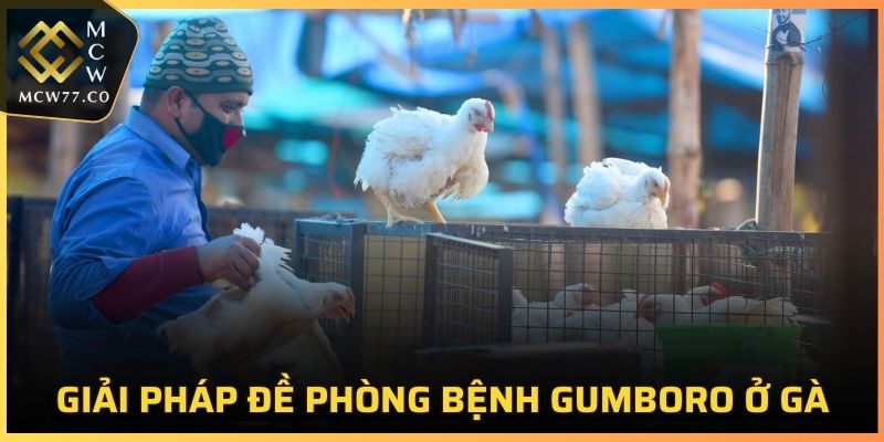 Giải pháp đề phòng bệnh Gumboro ở gà