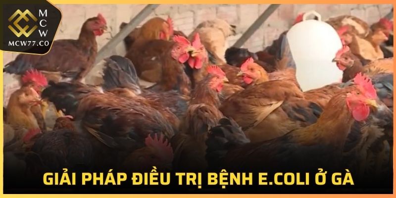 Giải pháp điều trị bệnh E.coli ở gà