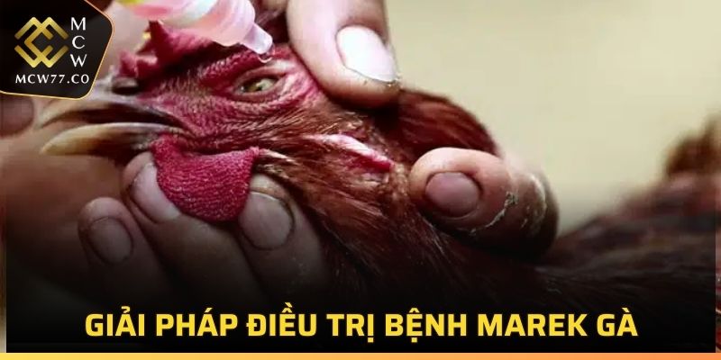 Giải pháp điều trị bệnh Marek gà hiệu quả