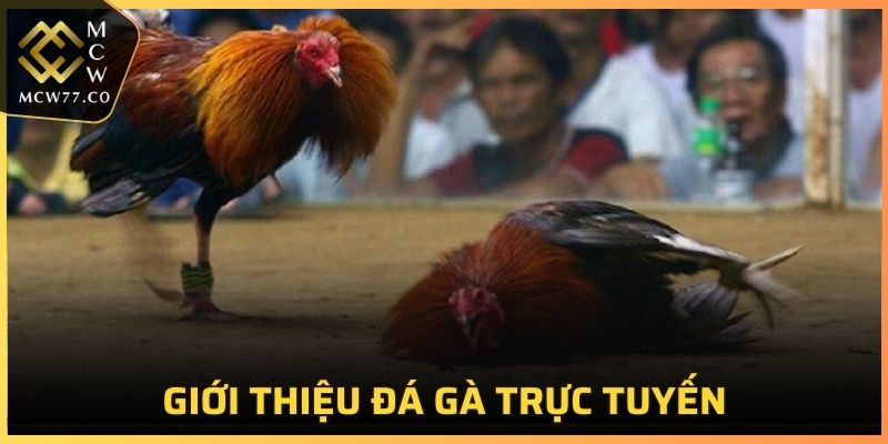 Giới thiệu đá gà trực tuyến