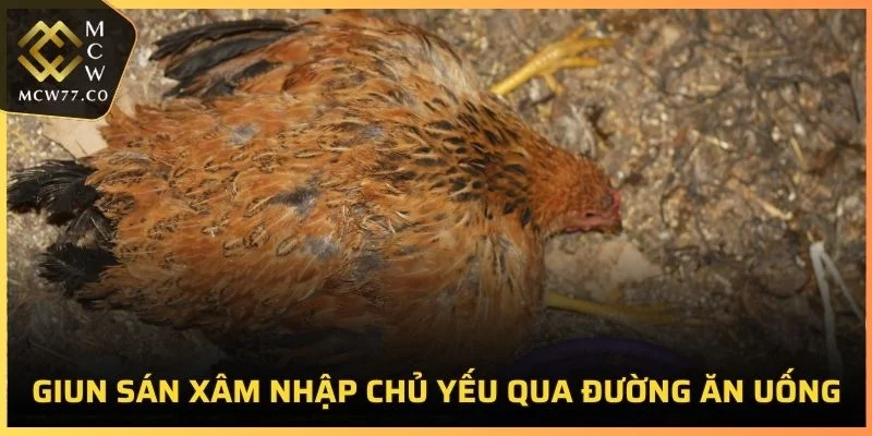 Giun sán xâm nhập chủ yếu qua đường ăn uống